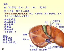 rao抡